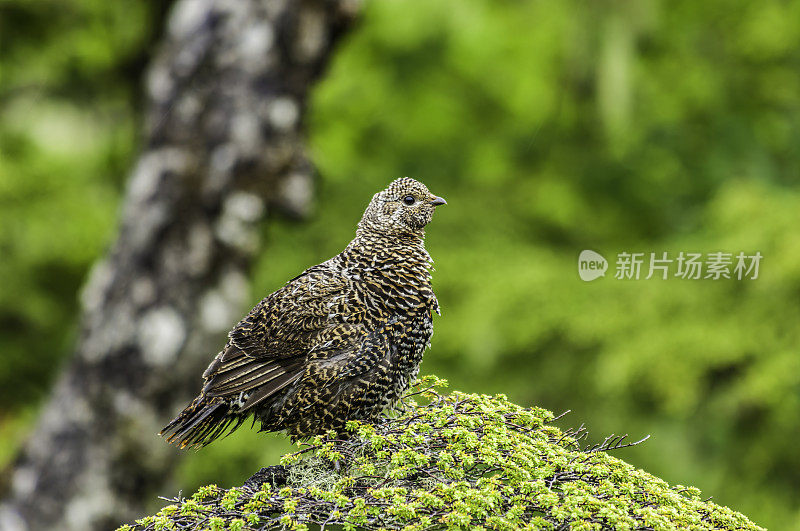 柳雷鸟，Lagopus Lagopus，在夏天与棕色羽毛，Chugach国家森林，威廉王子湾，阿拉斯加，鸡形目，雉科。